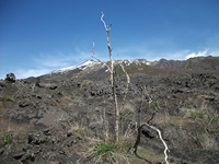 Sciammaro_Lupo - 22042012 183.jpg